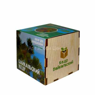 Набор для выращивания Кедр Байкальский в кубике 8х8см ЭкоДом