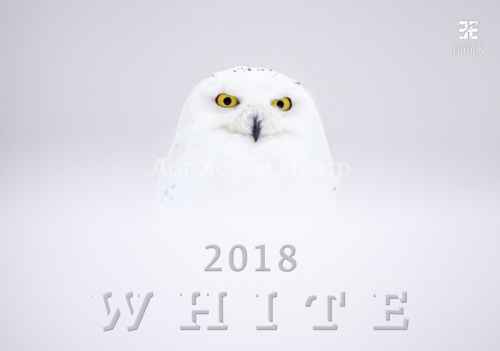 Календарь перекидной 48,5х34см на 2018год Белый